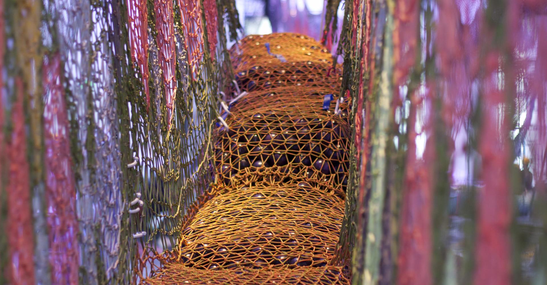 colourful nets hanging from the ceiling